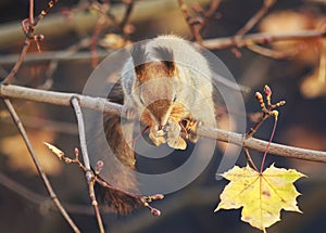 Natural background with cute fur animal red squirrel in autumn f