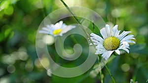 Natural background. Delicate white daisies close-up.