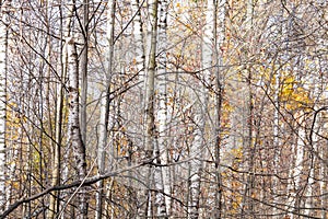 Dense bare tree trunks in city park in late fall