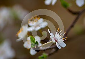 natural background, detail of almond tree in bloom, announces the arrival of spring.