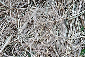 Natural background of dried grass during summer drought. Lawn gr