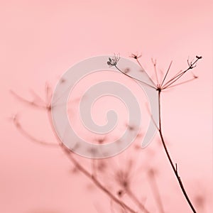 Natural background with dry flowers in pink blurred fog