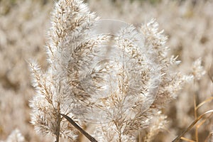 Natural background. Dry fluffy autumn grass