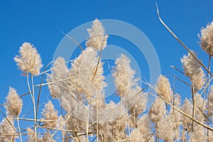 Natural background. Dry fluffy autumn grass