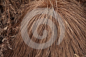 Natural background dry grass in late autumn
