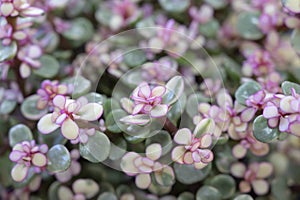 Natural background of Elephant bush, A small-leaved succulent plant, The leaves are green, and the top is pink.