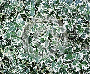 Natural background. Euonymus fortunei Emerald Gaiety with green and white leaves