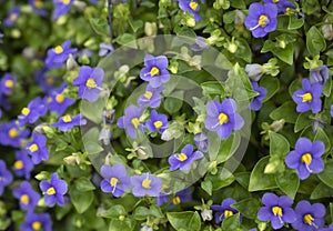 Natural background of Exacum affine flowers blooming on green leaves backgrounds. photo