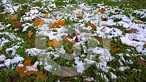 Natural background from fallen dry yellow, orange frozen maple leaves and green grass covered with hoarfrost and white snow. Early