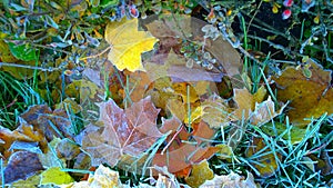 Natural background from fallen yellow orange, rusty frozen maple leaves and green grass covered with hoarfrost. Early cold frosty