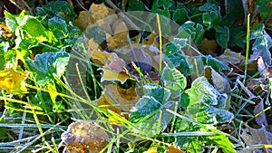 Natural background from fallen yellow orange, rusty frozen maple leaves and green grass covered with hoarfrost. Early cold frosty