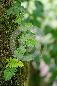Natural Background of Fern, Moss and Soft Focused Green Leaves