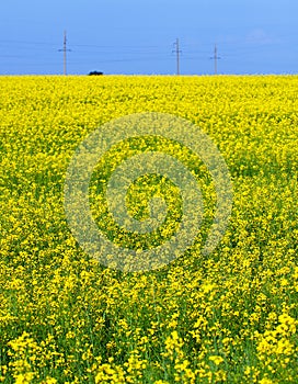 Natural background: field under a sky