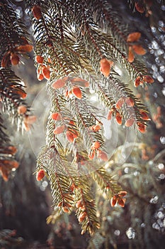 Natural background fir tree blossoms