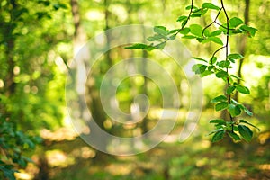 Natural background from fresh green leaves in a decidious forest. Sun is shining throught the leaves. Nature and green color of ba