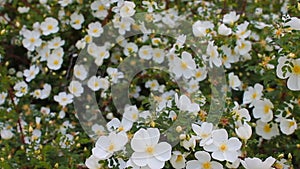 Natural background of fresh spring white flowers, quivering in the wind
