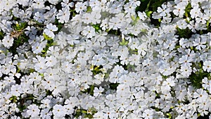 Natural background of fresh spring white flowers, quivering in the wind