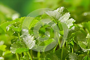 Natural background Gotu kola (Centella asiatica) with succulent fresh leaves