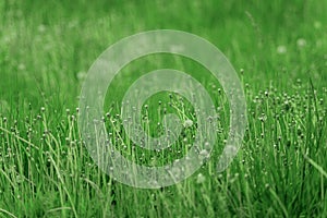 Natural background. Grass close up. Dandelions that have faded. Grass with dandelions close-up. The end of the summer