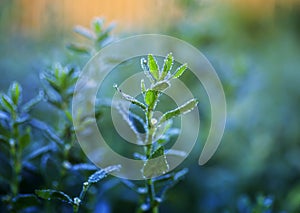 natural background with grass covered with shiny drops of fresh dew during morning bright dawn in summer