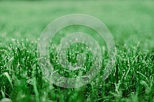 Natural background. Grass with water drops close up