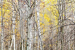 Tree trunks and yellow foliage in late fall