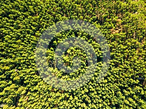 Natural background of green forest on a sunny day. Aerial view of the drone as a layout for your ideas