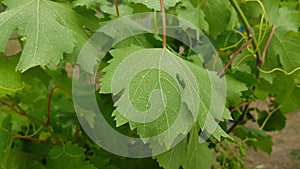 Natural background of green grapevine leaves with water drops