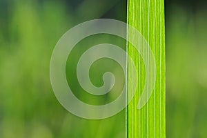 Natural background with green grass blade