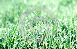 NATURAL BACKGROUND OF GREEN  GRASS WITH A BLURY BACKGROUND