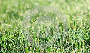 NATURAL BACKGROUND OF GREEN  GRASS WITH A BLURY BACKGROUND photo