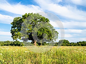 Green grassplot and large oak tree on summer day photo