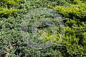 Natural background of green juniper bushes