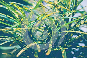 Natural background green leaves. Codiaeum variegatium L. Blume plant