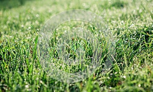 NATURAL BACKGROUND OF GREEN  GRASS WITH A BLURY BACKGROUND photo