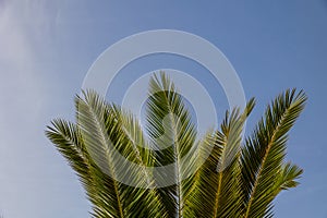 Natural background green palm leaves against the blue sky