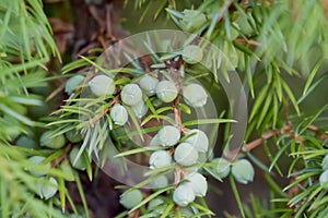 natural background, green thuja texture