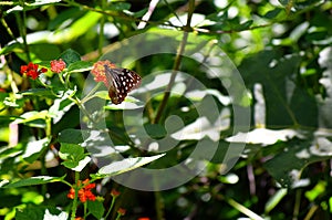 Natural Background with Greenery, Flowers, and a Dark Brown Butterfly with White Pattern