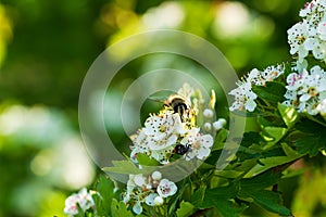 Natural background with hawthorn flowers with beautiful bokeh photo