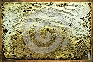 Natural background of honeycomb with golden honey, wax structures in wooden frame close-up, texture