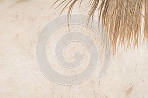 Natural background of a horse coat with a forelock strand