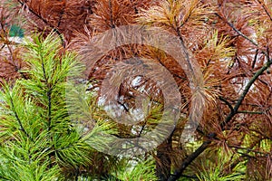 Natural background. Image of autumn contrast, green and red pine needles