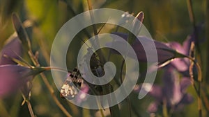 Natural background with an insect in the summer green field. Motion. Close up of sphingidae moth sitting on the stem of