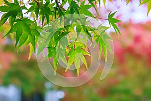 Natural background of Japanese maple leave in autumn season at Kyoto