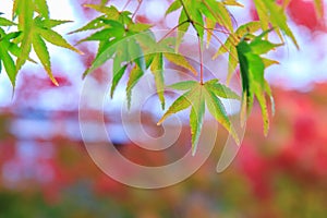 Natural background of Japanese maple leave in autumn season at Kyoto