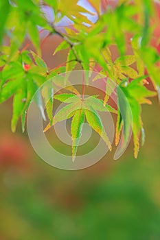 Natural background of Japanese maple leave close up in autumn season at Japan