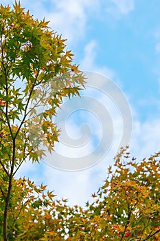 Natural background of Japanese maple leave close up in autumn season at Kyoto