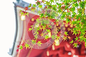 Natural background of Japanese maple leave close up in autumn season at Kyoto