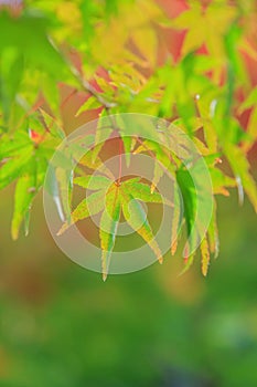 Natural background of Japanese maple leave close up in autumn season at Kyoto