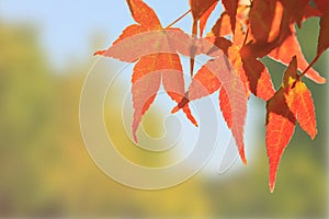 Natural background of Japanese maple leave close up in autumn season